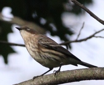 Yellow-rumped Warbler - ML181416031