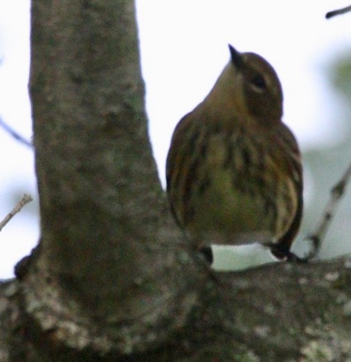 Yellow-rumped Warbler - ML181416041