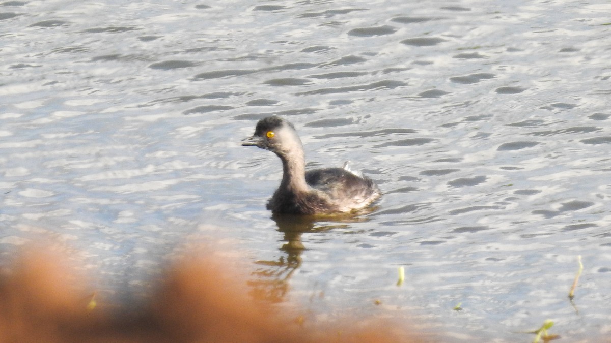 Least Grebe - Alessandro Rômulo Carneiro