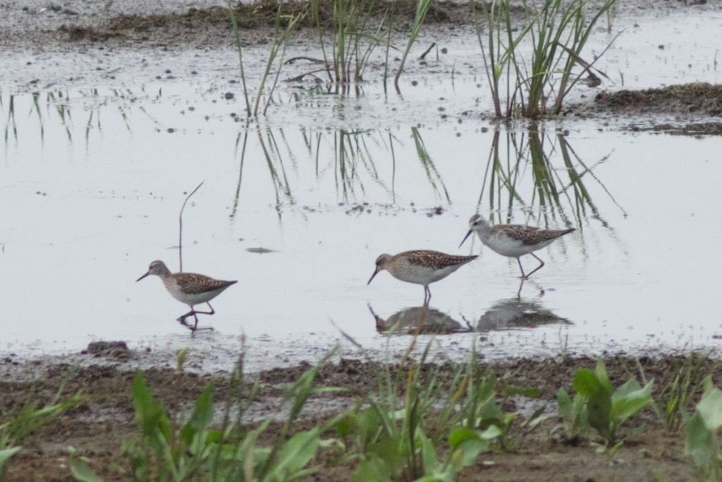 Marsh Sandpiper - ML181418771