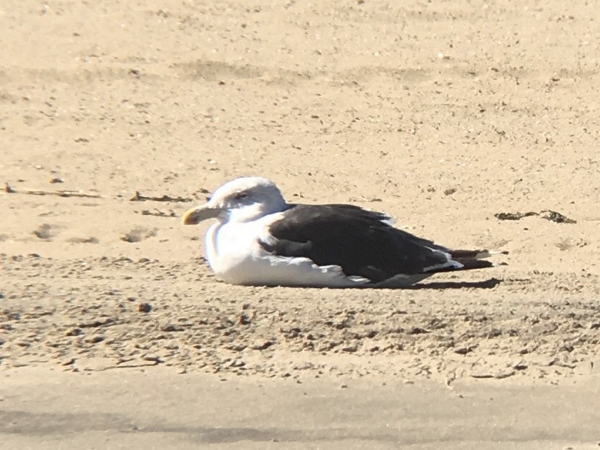 Great Black-backed Gull - Mark Wulfe