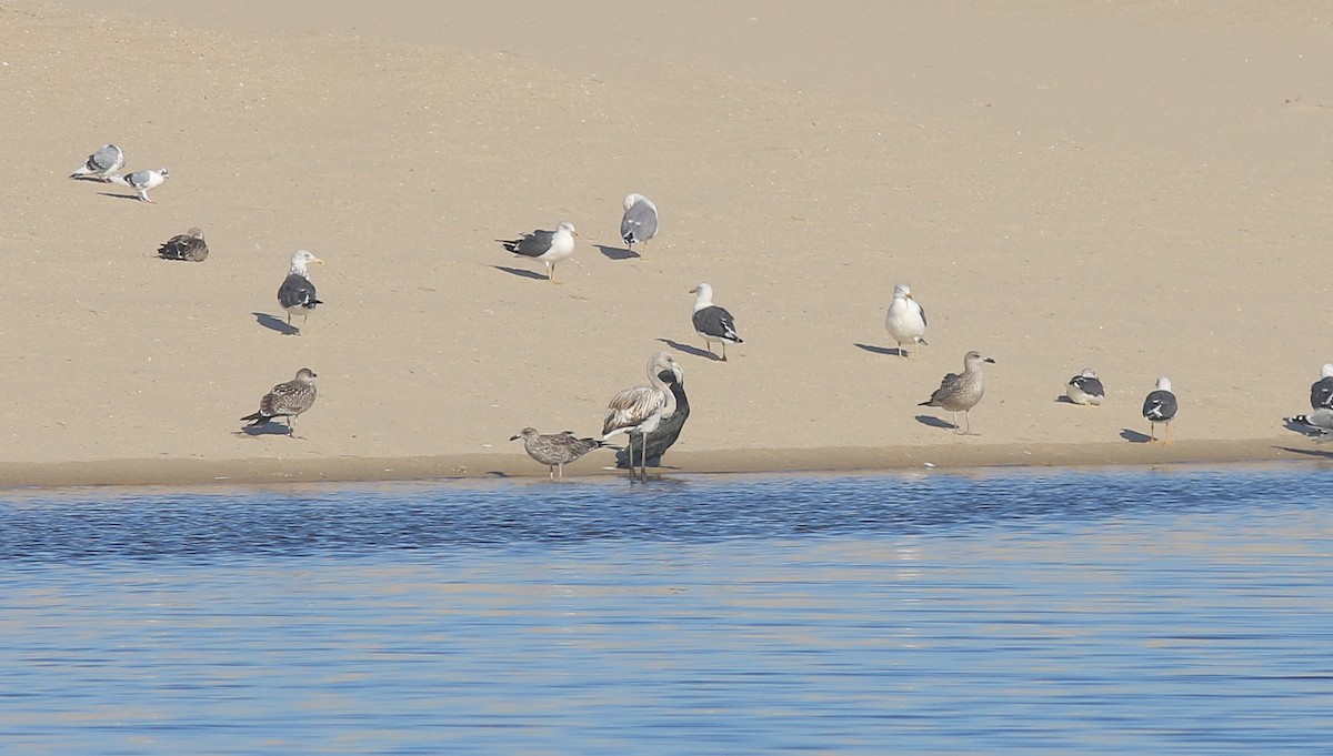 Greater Flamingo - ML181423781