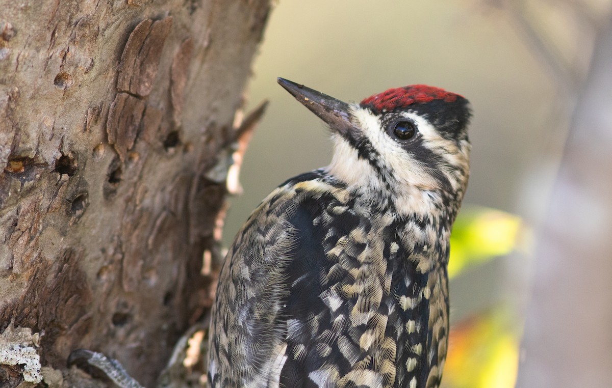 Yellow-bellied Sapsucker - Doug Hitchcox