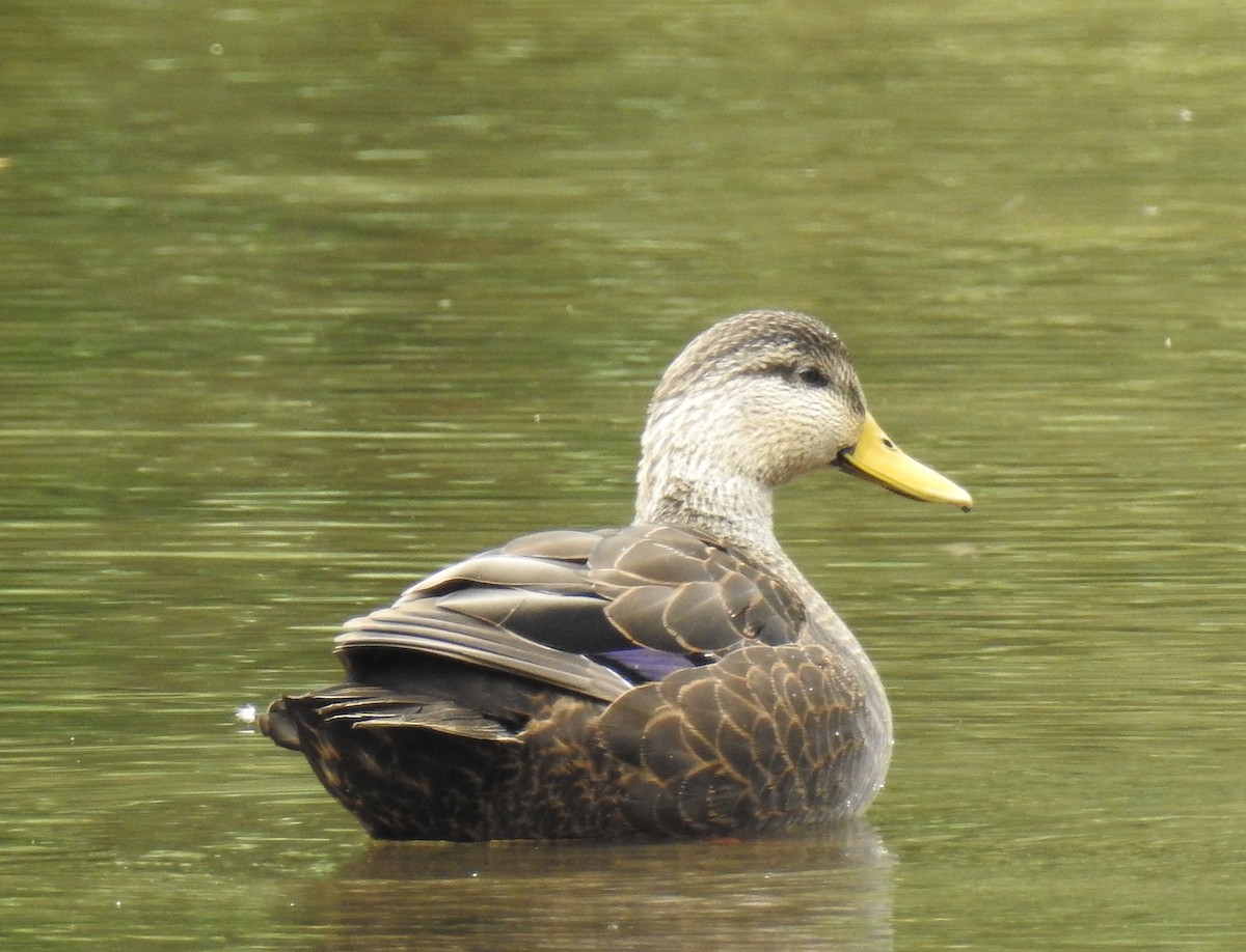 American Black Duck - ML181426781