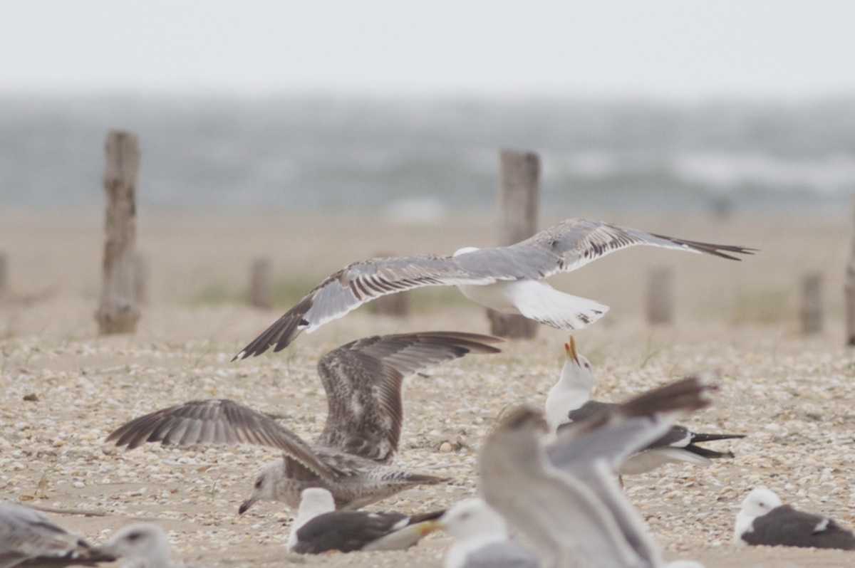 Yellow-legged Gull - ML181428521