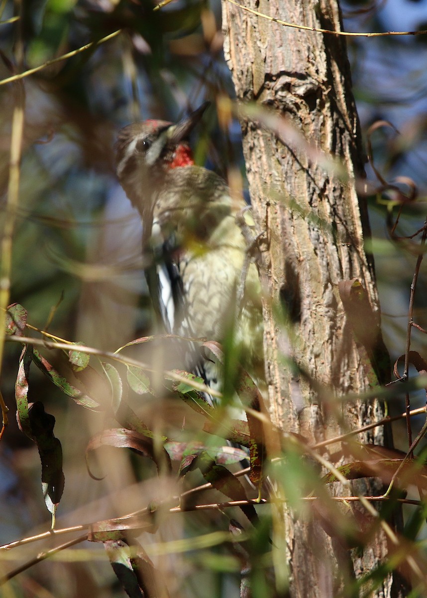 Yellow-bellied Sapsucker - ML181429831