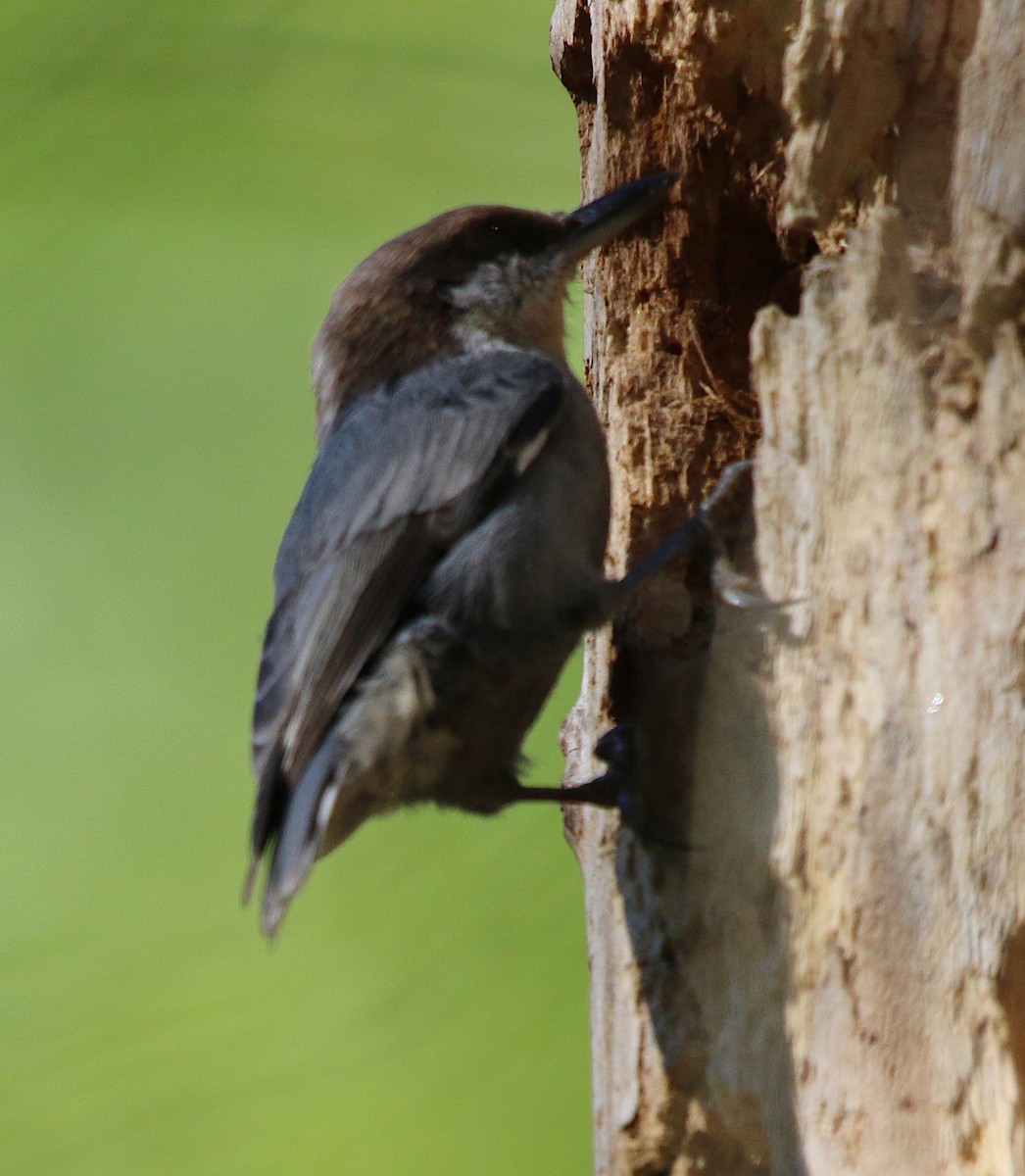 Brown-headed Nuthatch - ML181429991