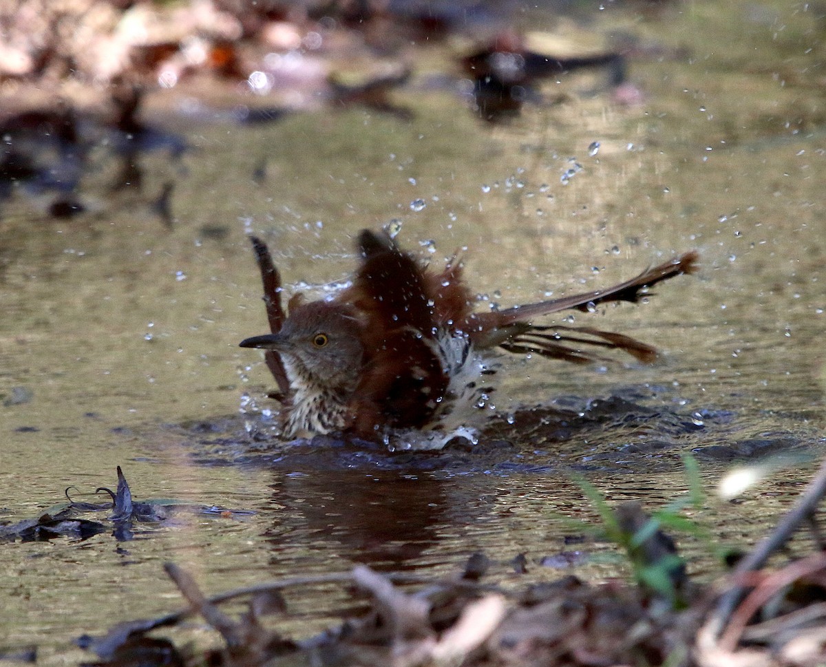 Brown Thrasher - ML181430021