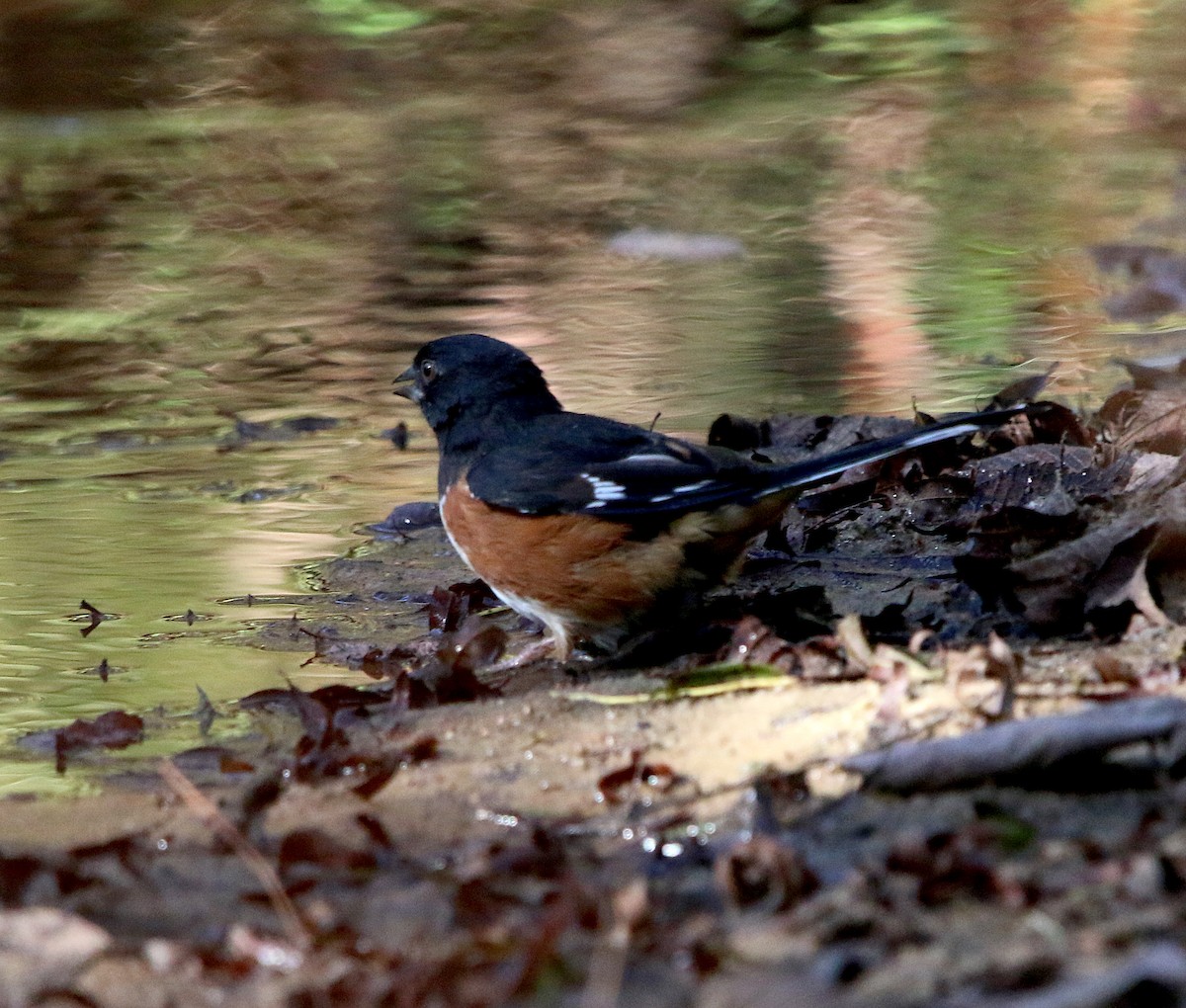 Eastern Towhee - ML181430121