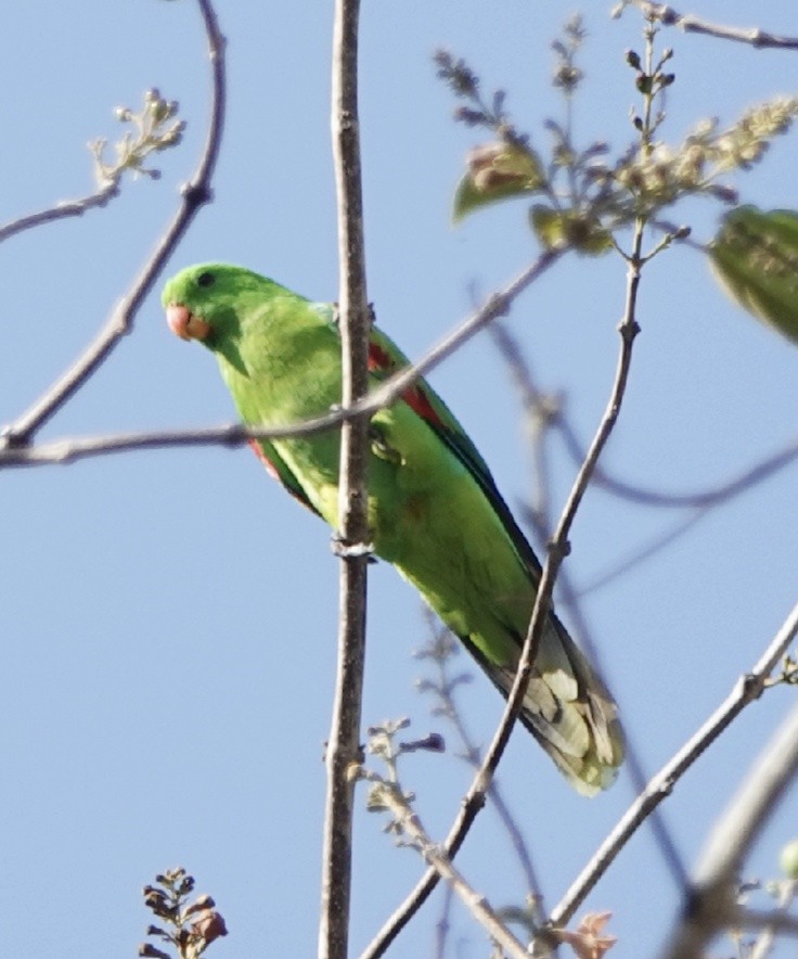 Olive-shouldered Parrot - Jafet Potenzo Lopes