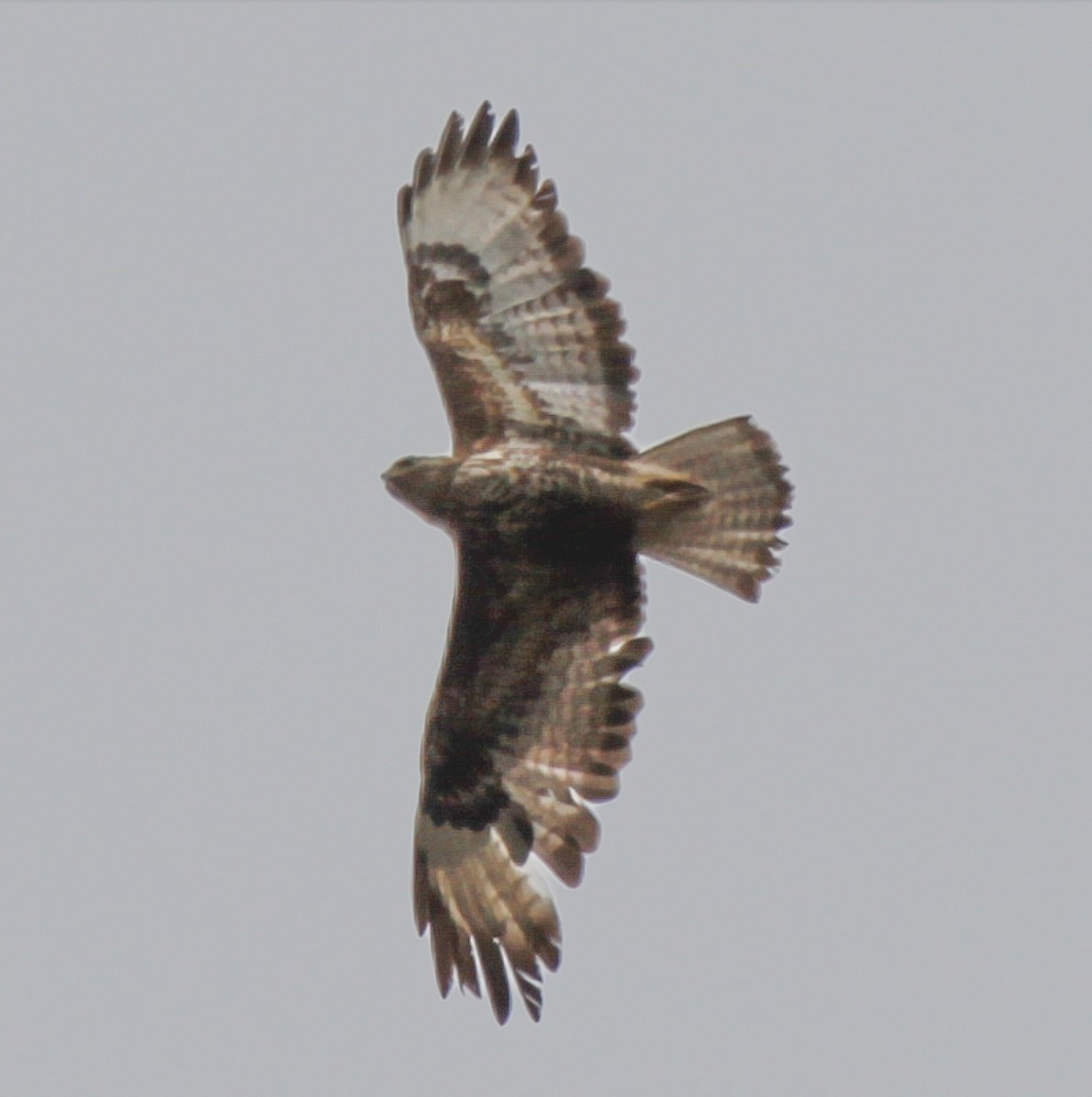 Common Buzzard (Corsican) - ML181431131