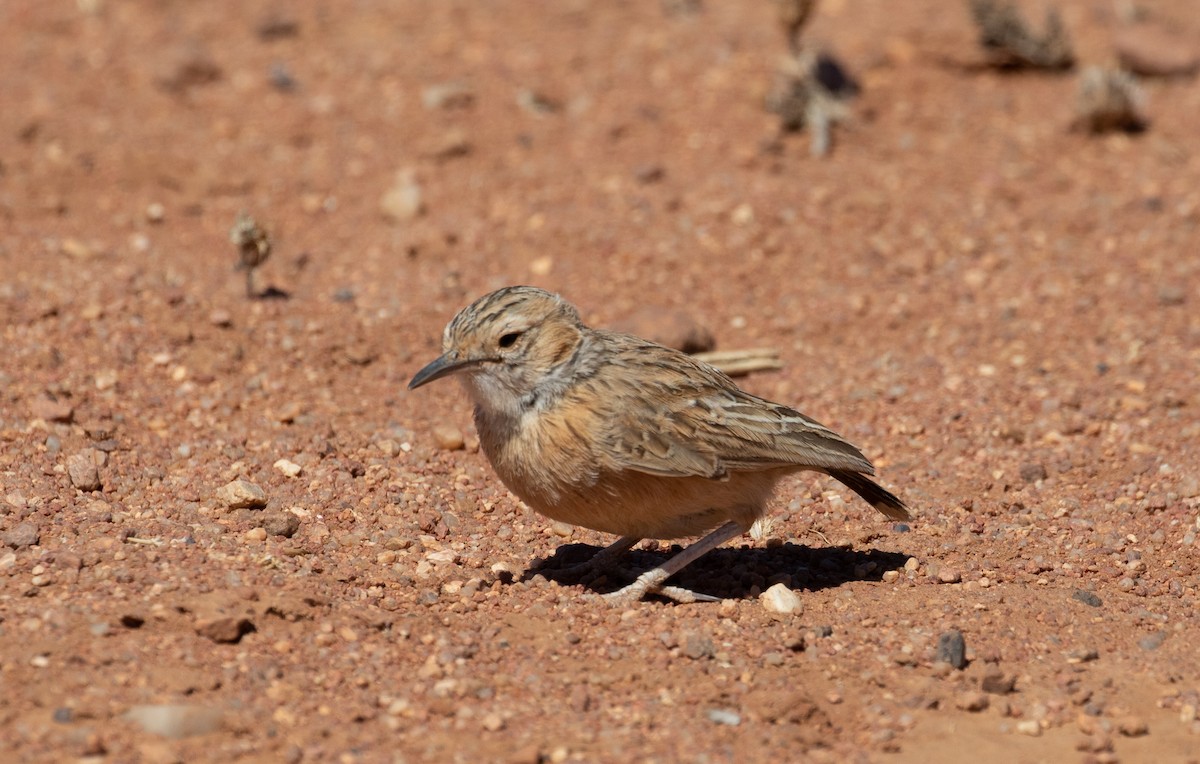 Zirplerche [albofasciata-Gruppe] - ML181432141