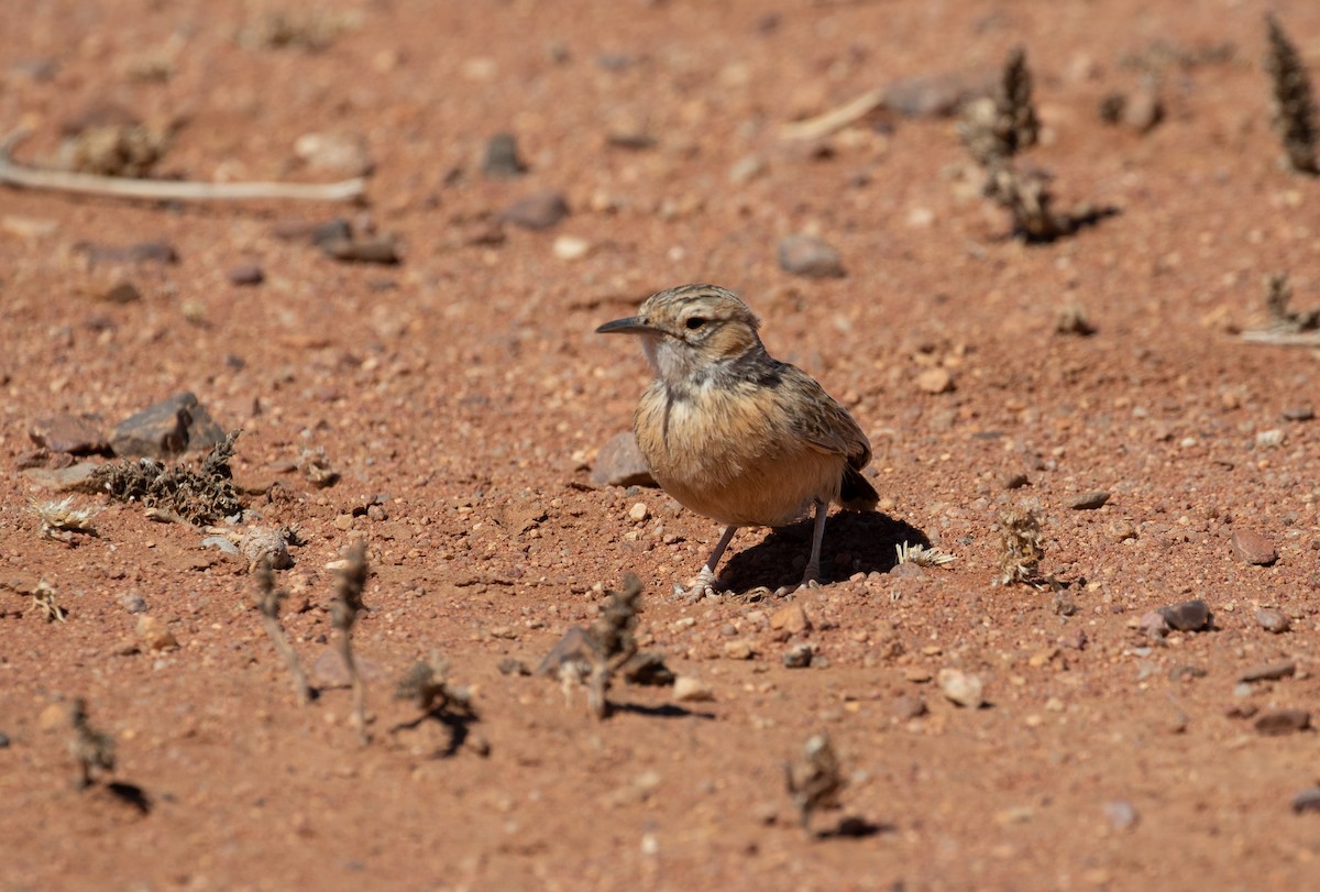 Spike-heeled Lark (Spike-heeled) - ML181432201