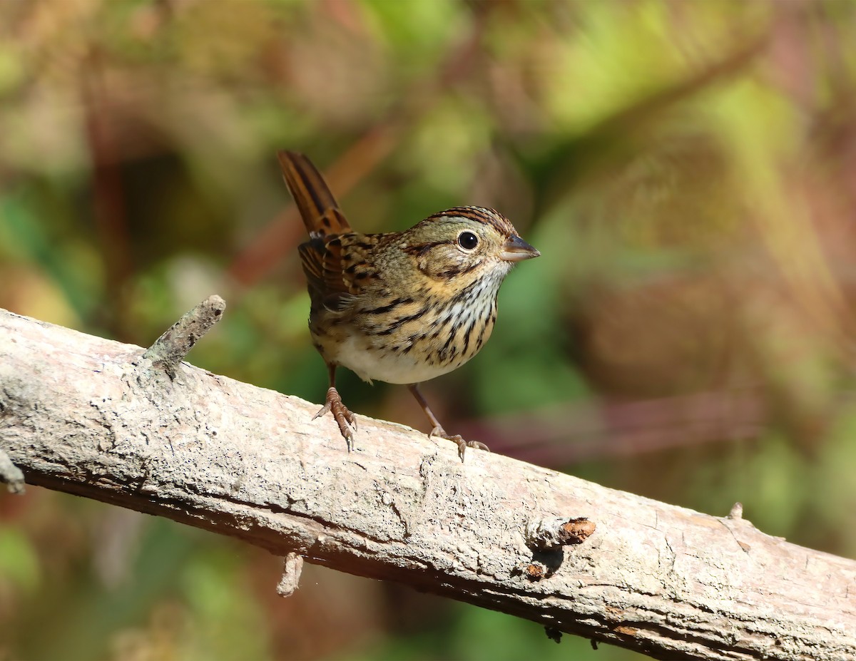 Lincoln's Sparrow - ML181433401