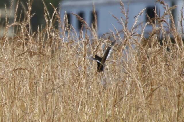 Yellow Rail - ML181435811