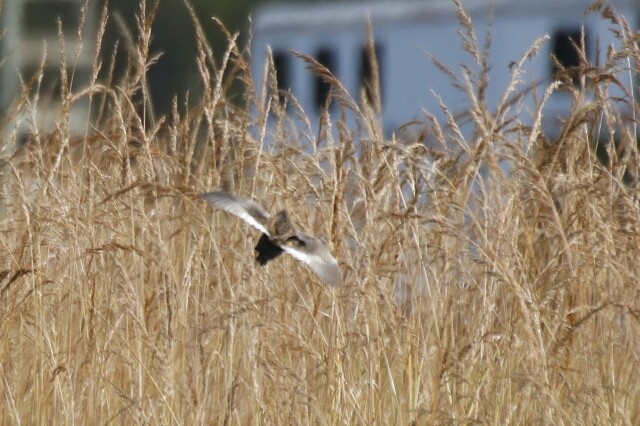 Yellow Rail - ML181435831