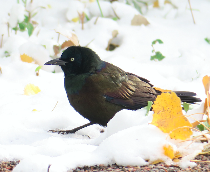 Common Grackle - ML181436161