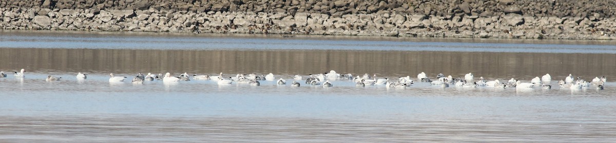 Snow Goose - Catherine Temple