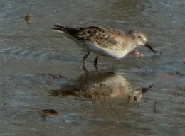 Semipalmated Sandpiper - ML181436391