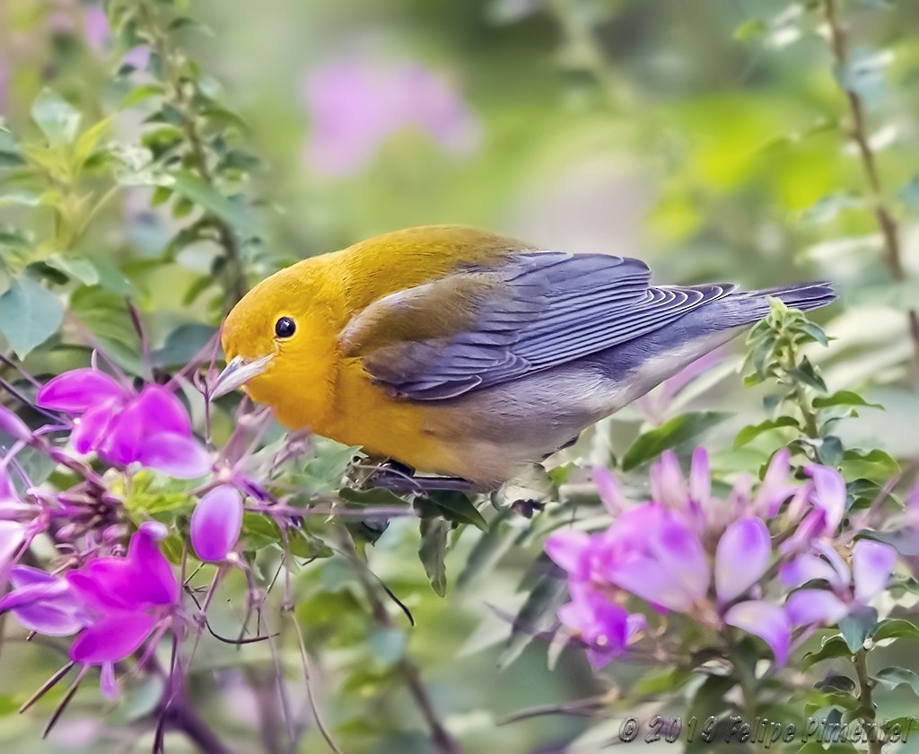 Prothonotary Warbler - ML181436431