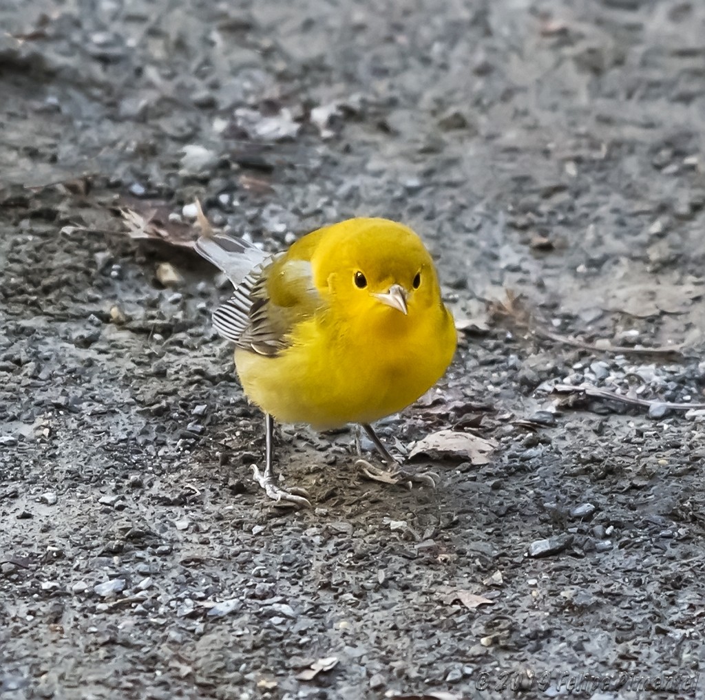 Prothonotary Warbler - ML181436441