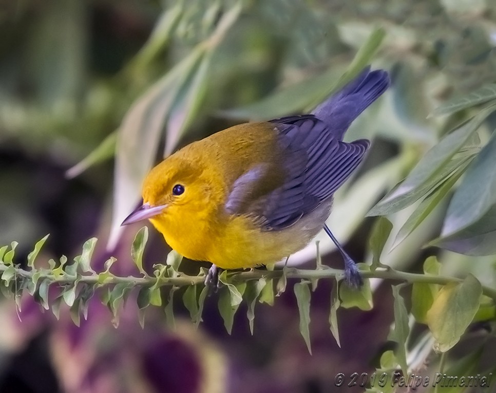 Prothonotary Warbler - ML181436451