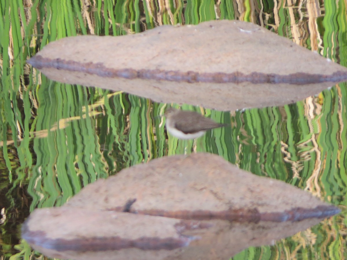 Spotted Sandpiper - ML181436881