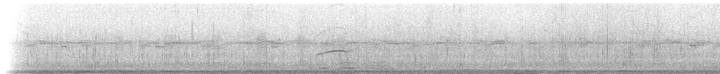 ホオジロオナガガモ（bahamensis／rubrirostris） - ML181437961