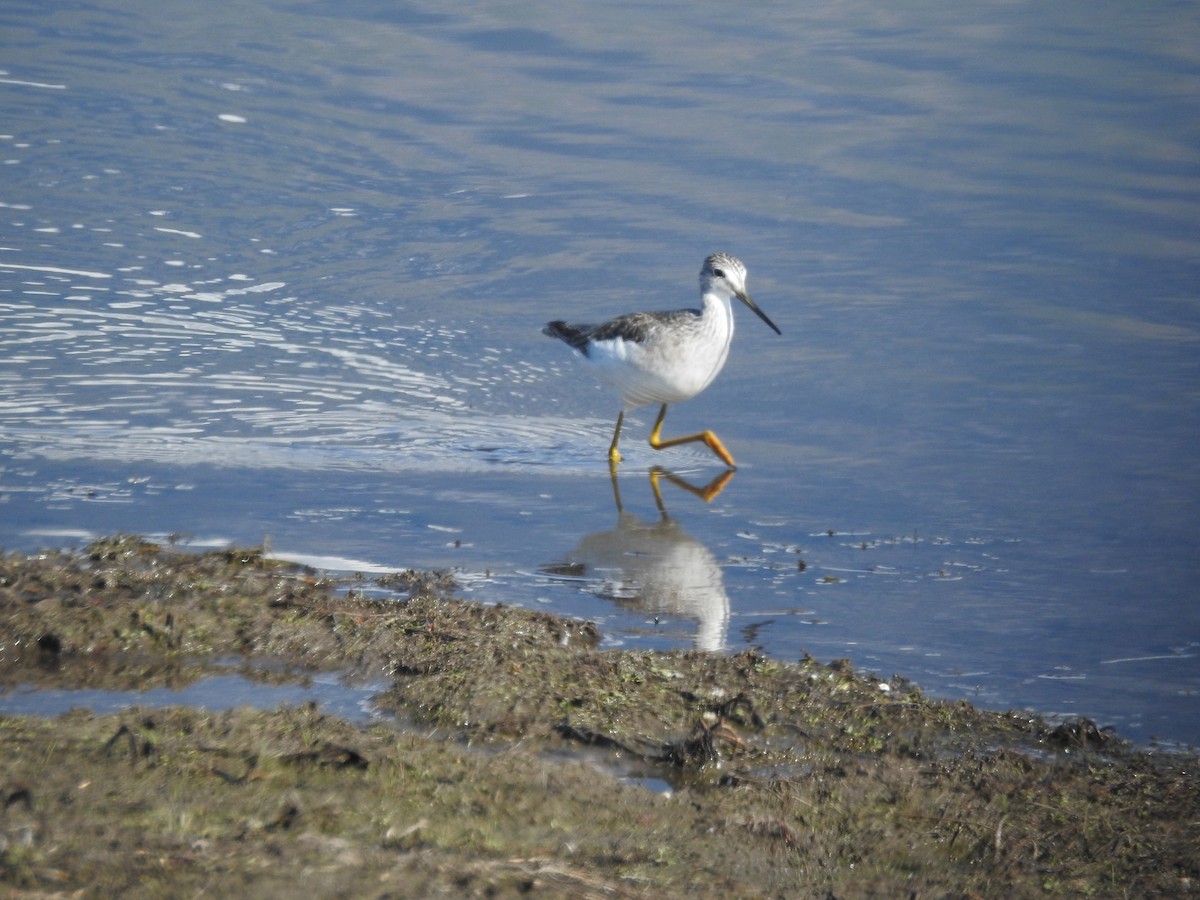 Greater Yellowlegs - ML181438561