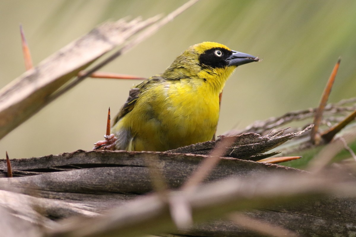 Baglafecht Weaver (Baglafecht) - Edward  Brinkley