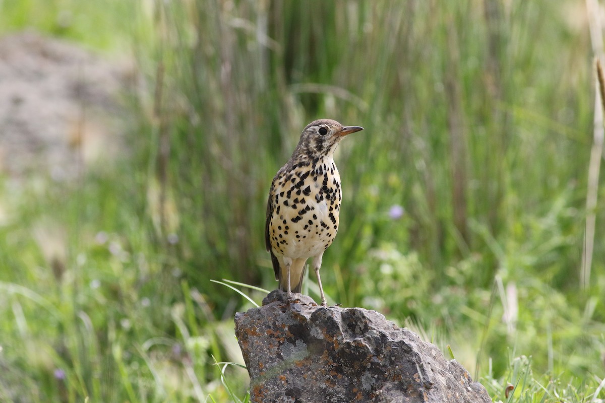 Ethiopian Thrush - Edward  Brinkley