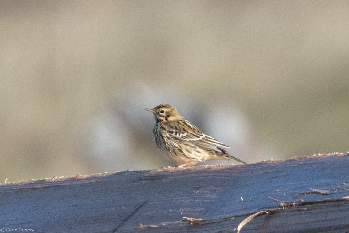 Red-throated Pipit - Blair Dudeck