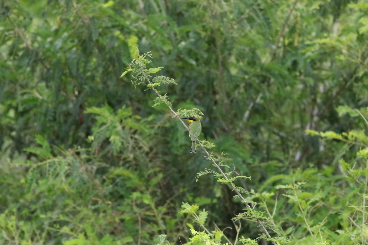 Little Bee-eater - ML181442191