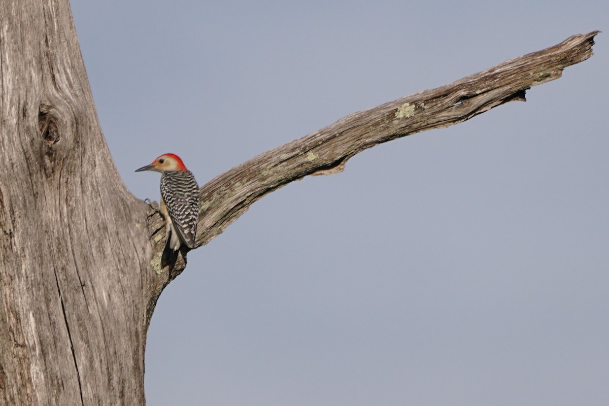 Red-bellied Woodpecker - ML181443351