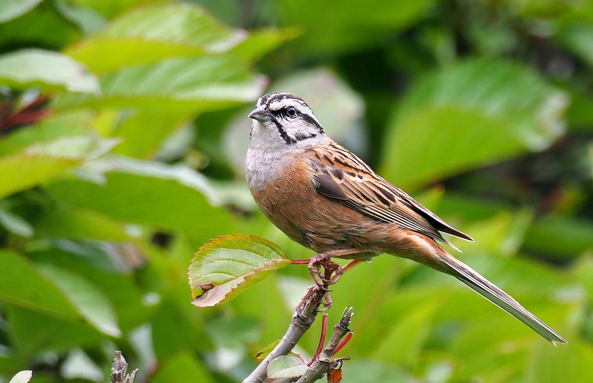 Rock Bunting - ML181443551