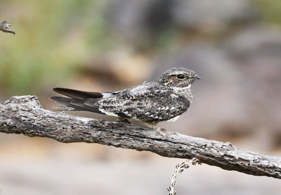 Lesser Nighthawk - ML181443571