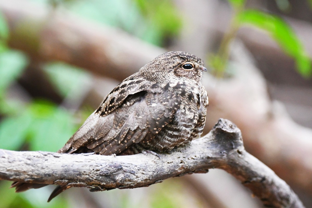 Band-tailed Nighthawk - ML181443651