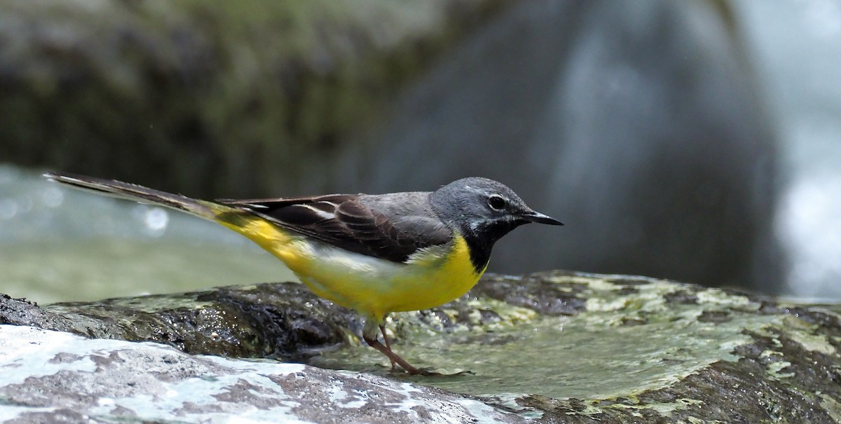 Gray Wagtail - ML181443801