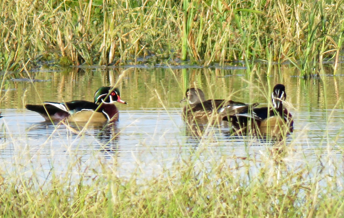 Wood Duck - ML181444181