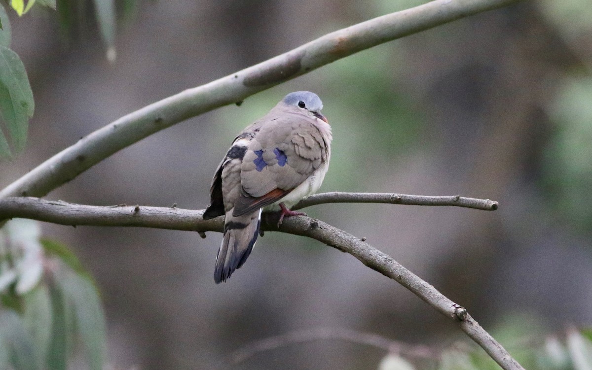 Blue-spotted Wood-Dove - ML181444471