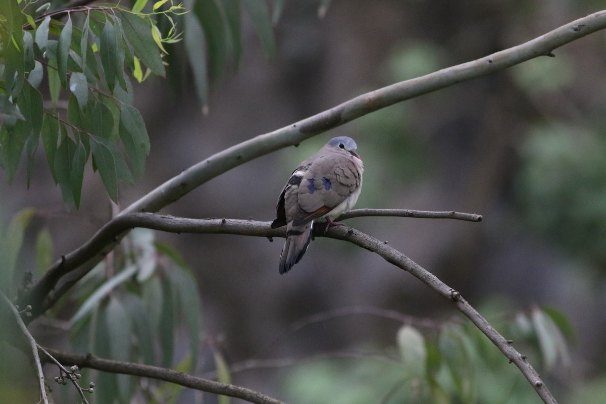 Blue-spotted Wood-Dove - ML181444511