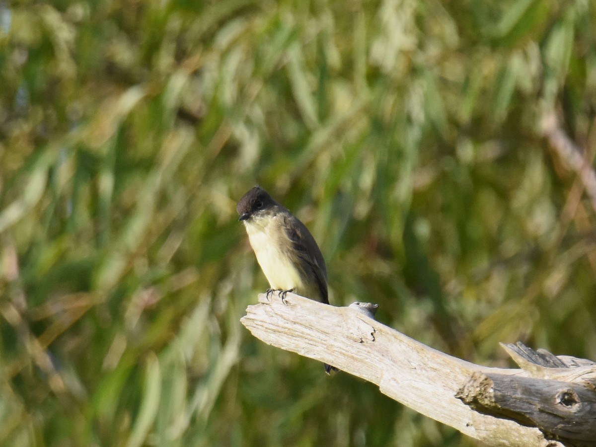 Eastern Phoebe - ML181445431