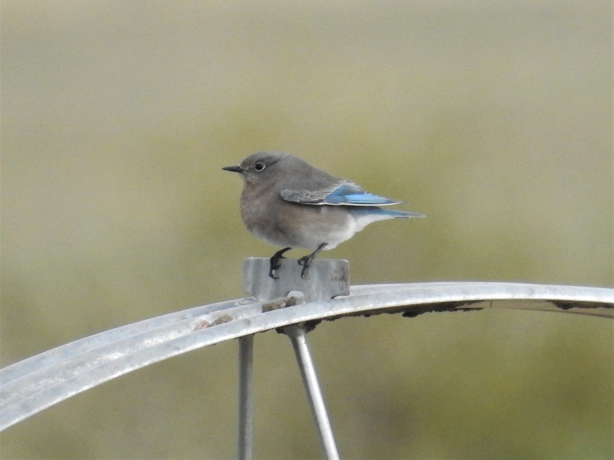 Mountain Bluebird - ML181445571