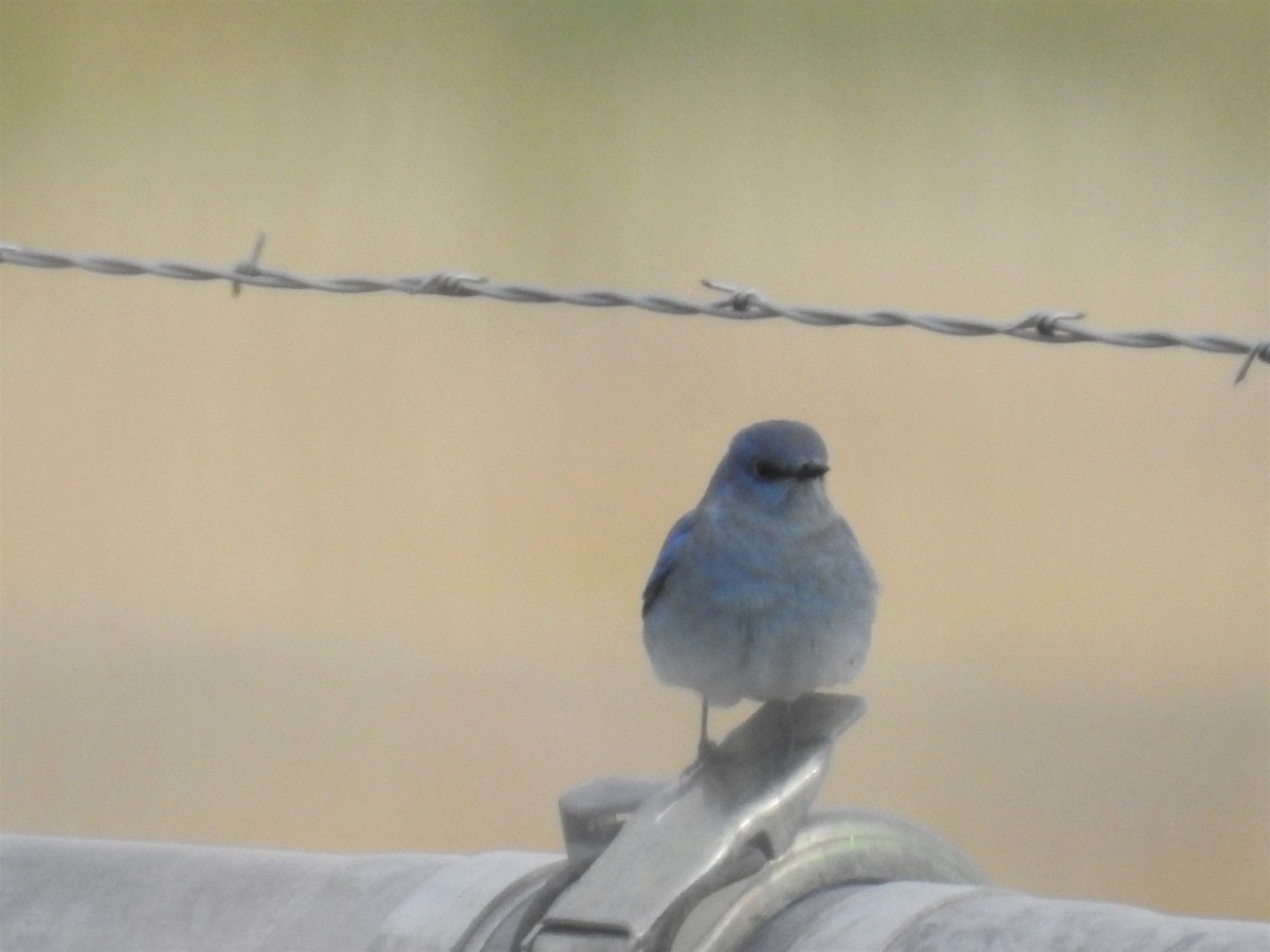 Mountain Bluebird - ML181445581