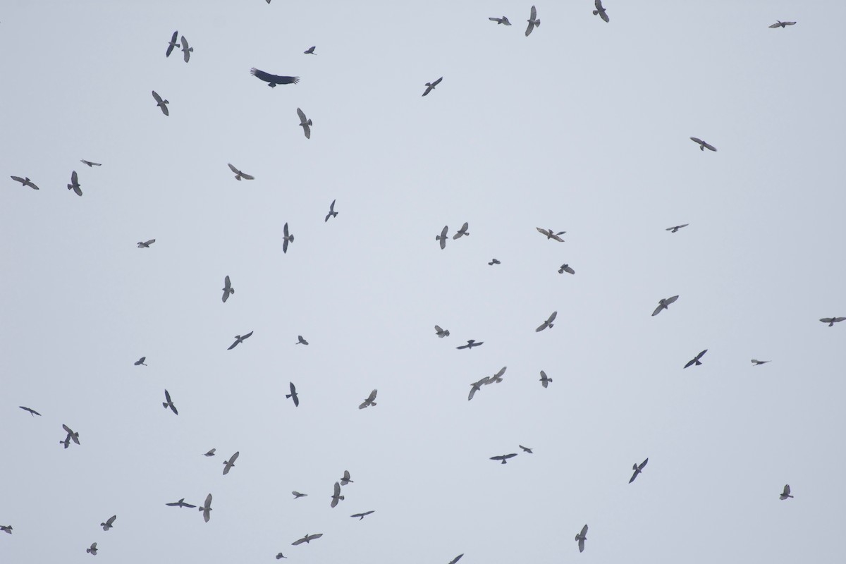 Broad-winged Hawk - Jan Cubilla
