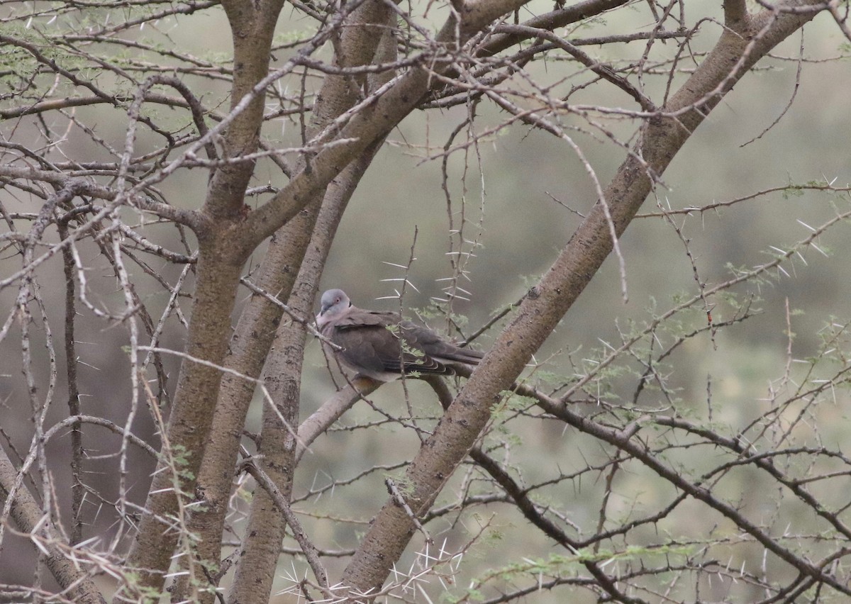 Mourning Collared-Dove - ML181449451