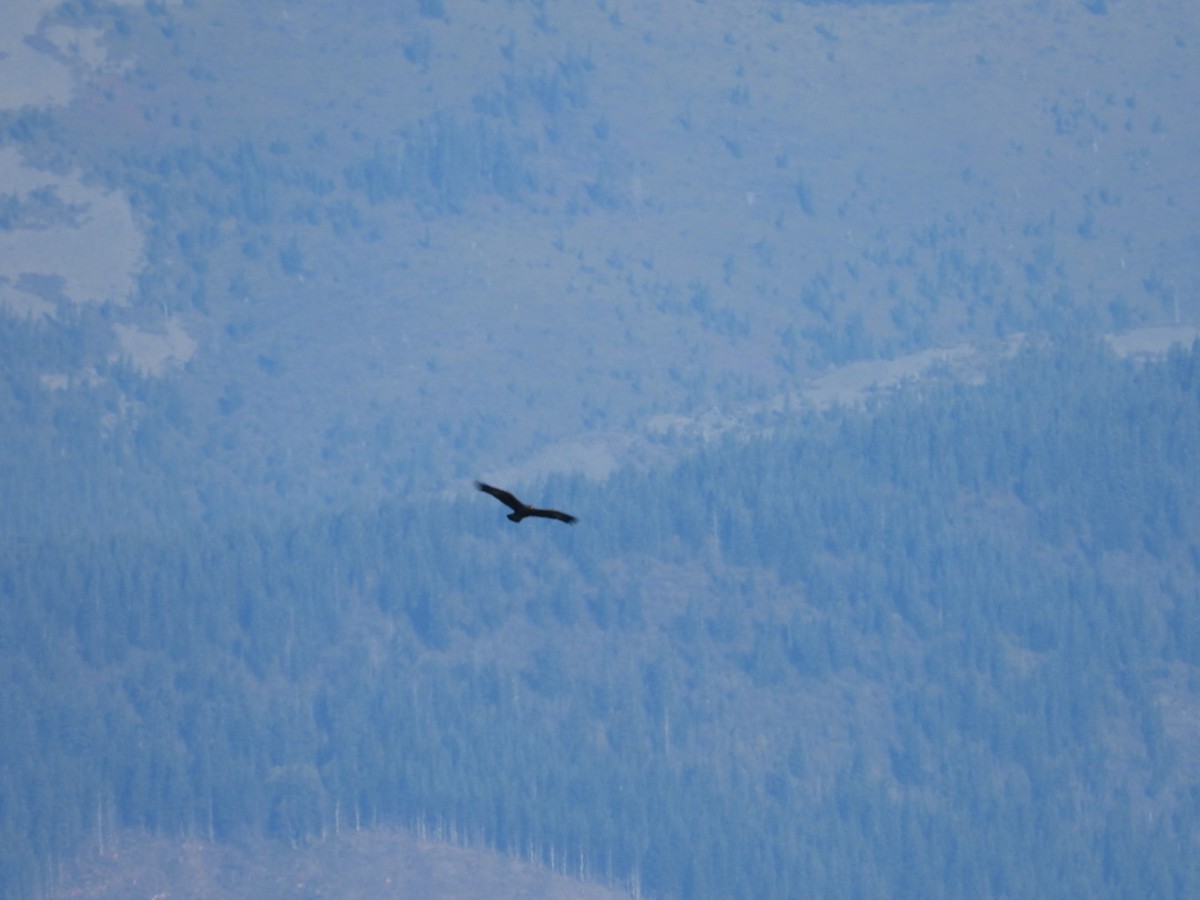 Golden Eagle - ML181449601