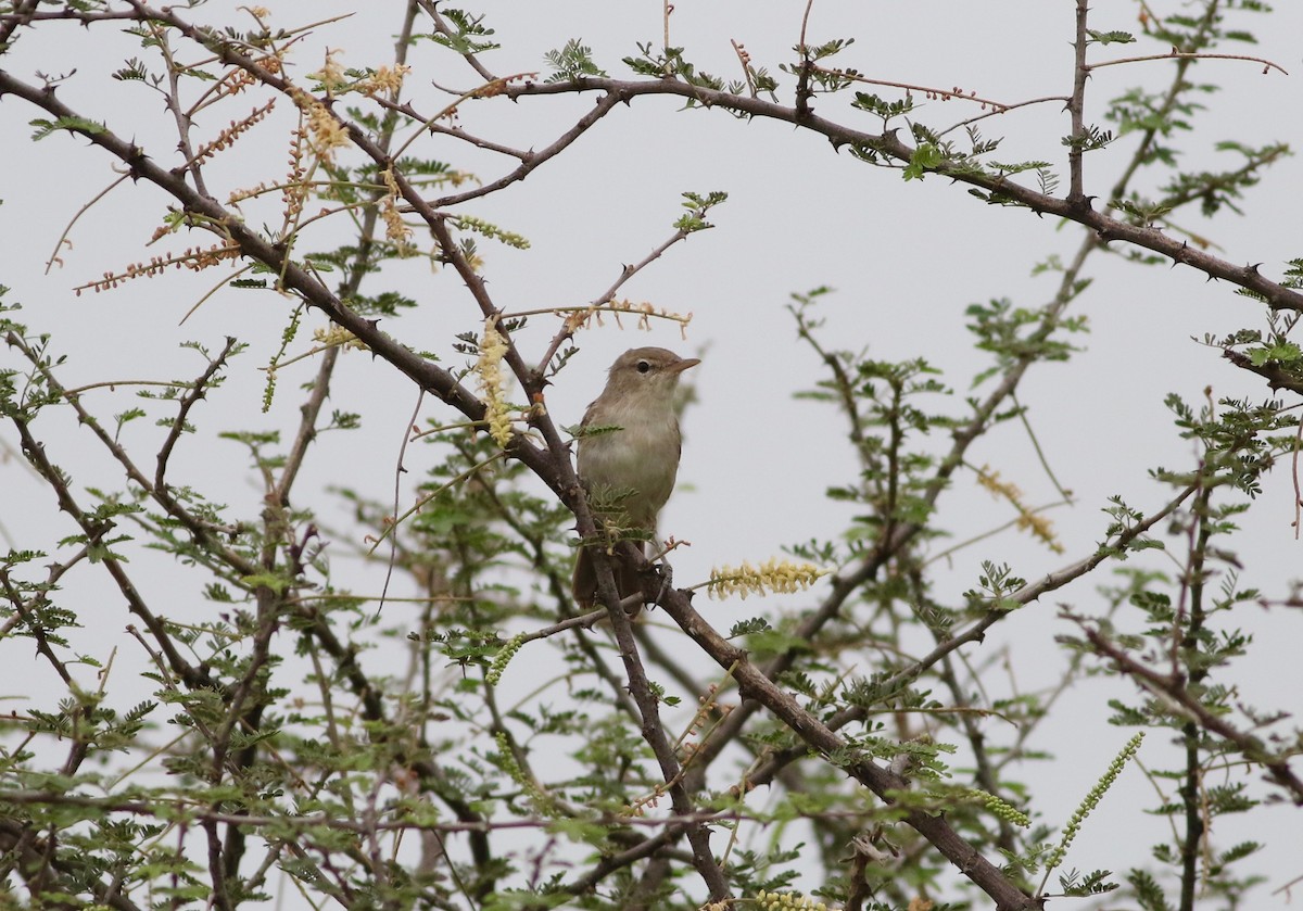 Upcher's Warbler - ML181449911