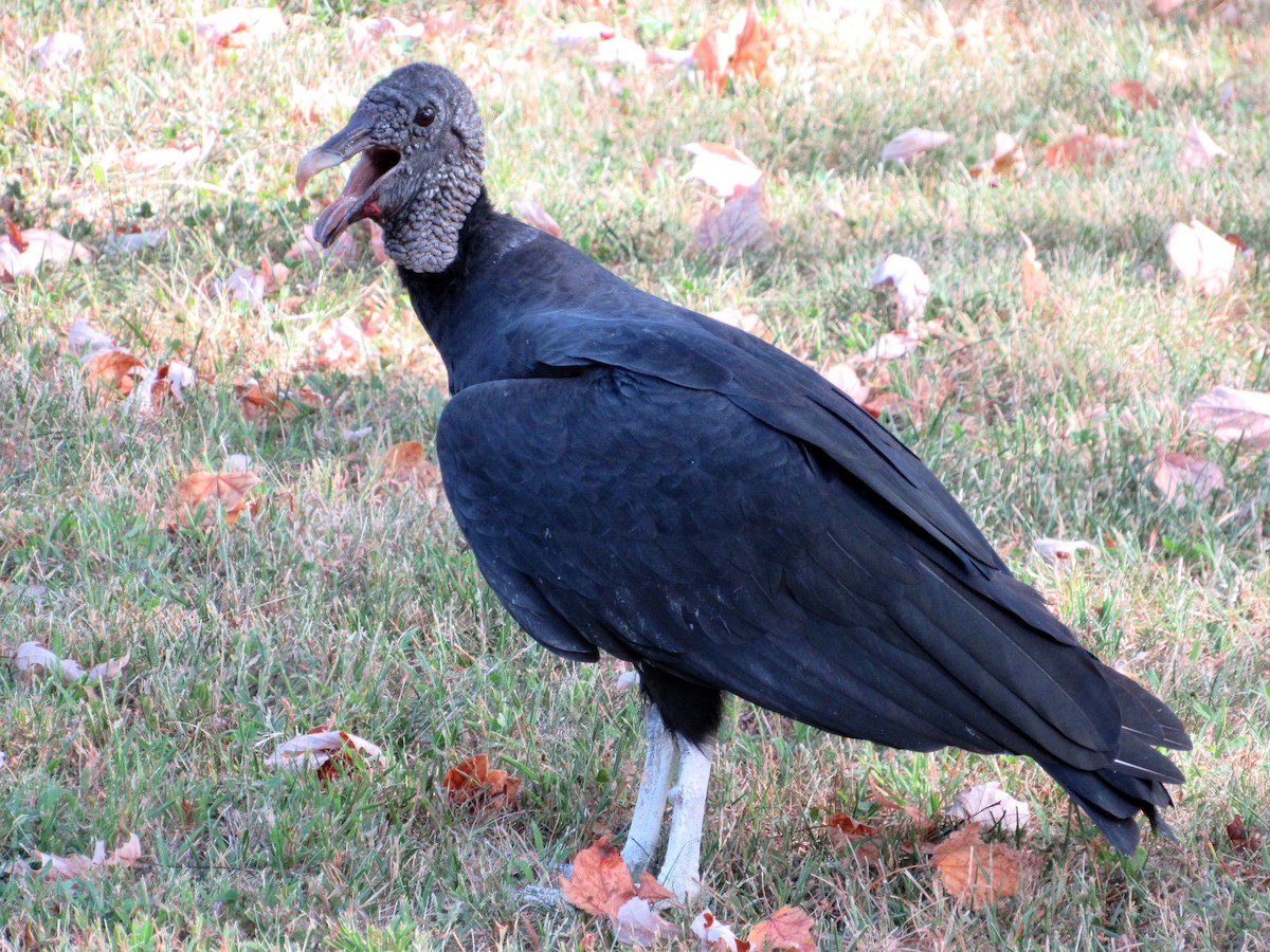 Black Vulture - ML181451731