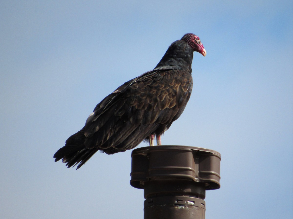 Turkey Vulture - ML181451791